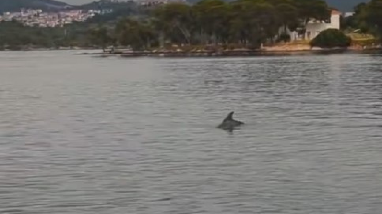 Razigrani dupin jutros 'dopratio' brod tik do Tvrđave sv. Nikole