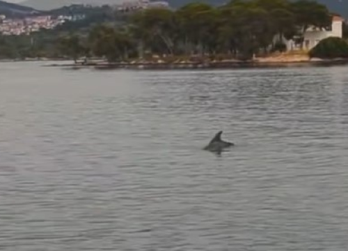 Iz Javne ustanove priroda mole građane da jave ako vide ozlijeđenog dupina