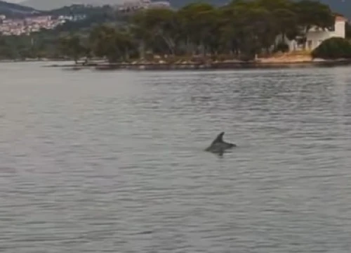 Iz Javne ustanove priroda mole građane da jave ako vide ozlijeđenog dupina