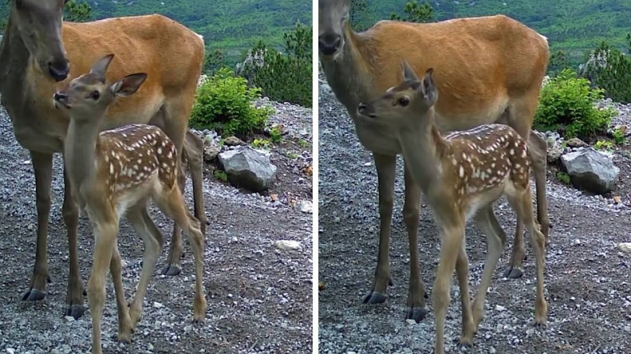 Bambi s mamom u NP-u Paklenica nešto je najslađe što ćete danas vidjeti