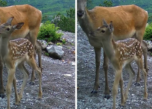 Bambi s mamom u NP-u Paklenica nešto je najslađe što ćete danas vidjeti