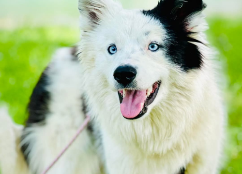 Fotografija 5 - Apel iz Šibenskih šapa: Plavooka ljepotica Dolly traži zauvijek dom