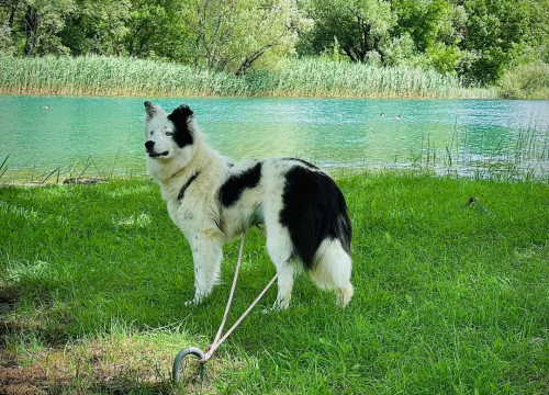Fotografija 6 - Apel iz Šibenskih šapa: Plavooka ljepotica Dolly traži zauvijek dom