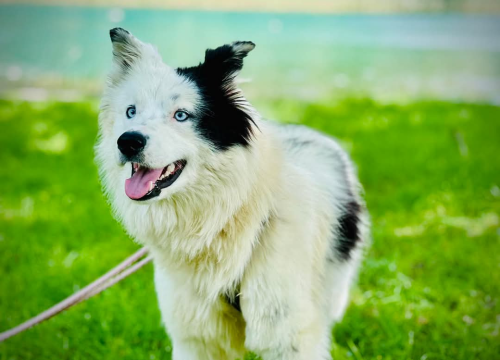 Fotografija 4 - Apel iz Šibenskih šapa: Plavooka ljepotica Dolly traži zauvijek dom