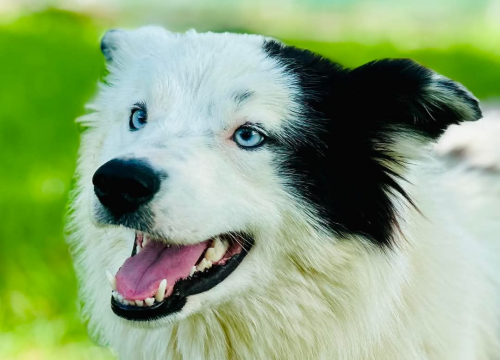 Fotografija 3 - Apel iz Šibenskih šapa: Plavooka ljepotica Dolly traži zauvijek dom