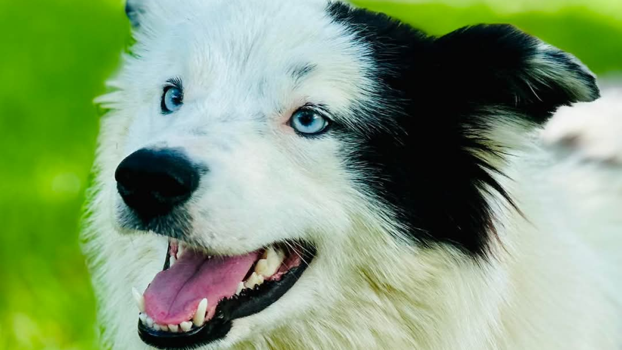 Apel iz Šibenskih šapa: Plavooka ljepotica Dolly traži zauvijek dom