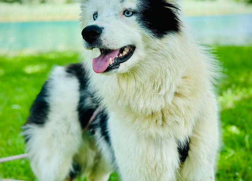 Fotografija 2 - Apel iz Šibenskih šapa: Plavooka ljepotica Dolly traži zauvijek dom