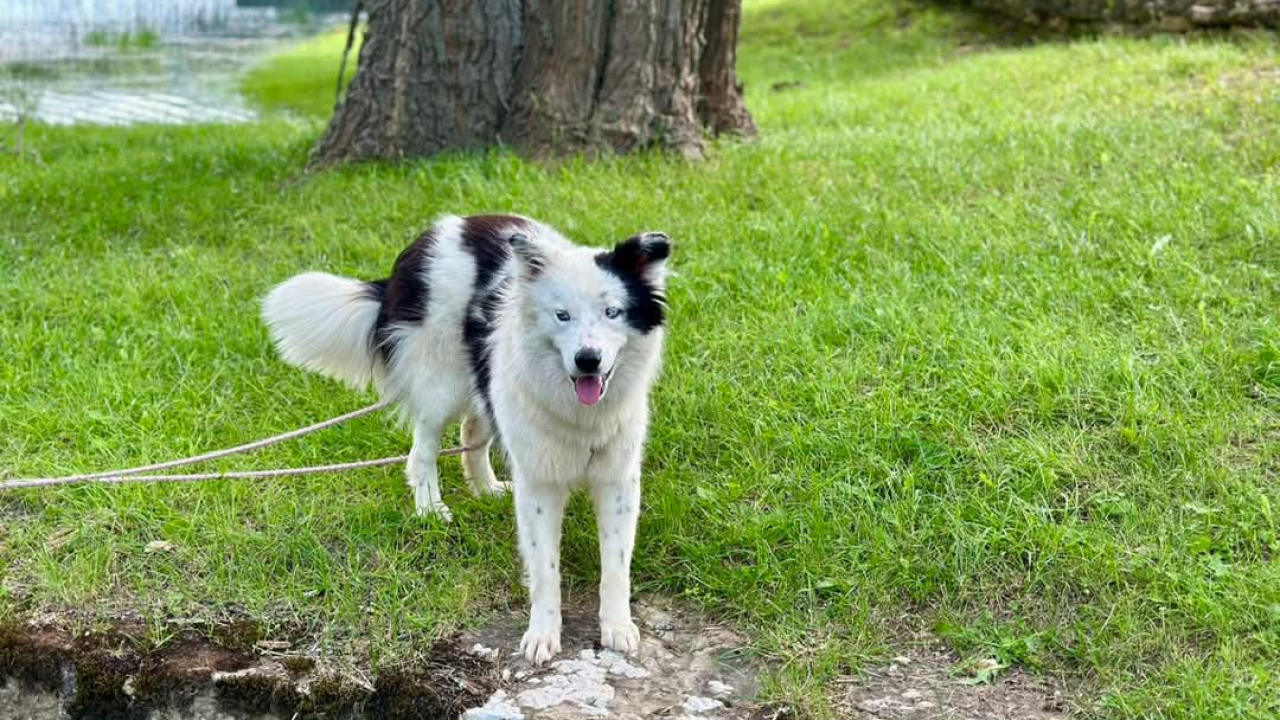 Apel iz Šibenskih šapa: Plavooka ljepotica Dolly traži zauvijek dom