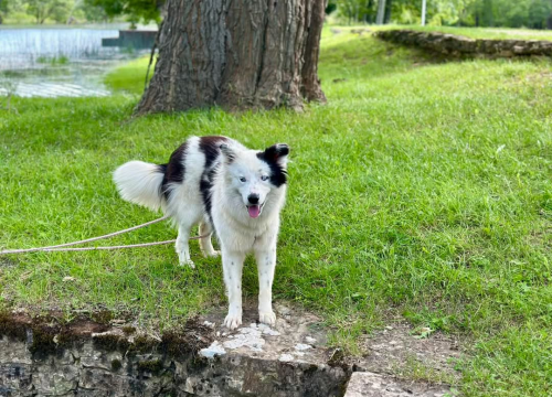 Fotografija 1 - Apel iz Šibenskih šapa: Plavooka ljepotica Dolly traži zauvijek dom