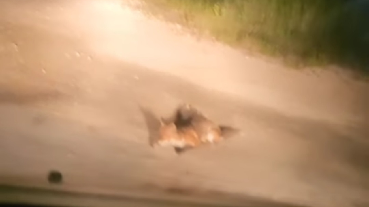 Plaha lisica prošetala Jadrijom: Noćna gošća u šibenskoj gradskoj plaži