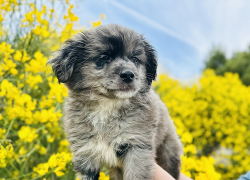 Izazovno vrijeme za Šibenske šape: 'Svaka donacija, makar simbolična, puno znači'
