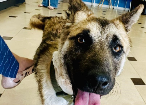 Šibenske šape uputile snažan apel: 'Ne okrećite glavu, prijavite zlostavljanja životinja'