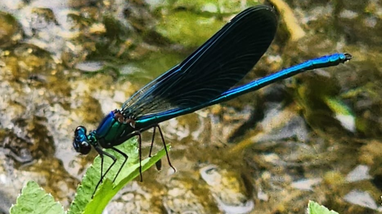 Gdje vretenca lete, priroda diše punim plućima: U NP Krka zabilježeno čak 38 vrsta