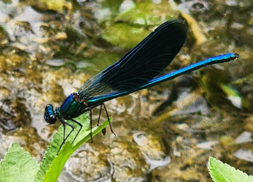 Gdje vretenca lete, priroda diše punim plućima: U NP Krka zabilježeno čak 38 vrsta