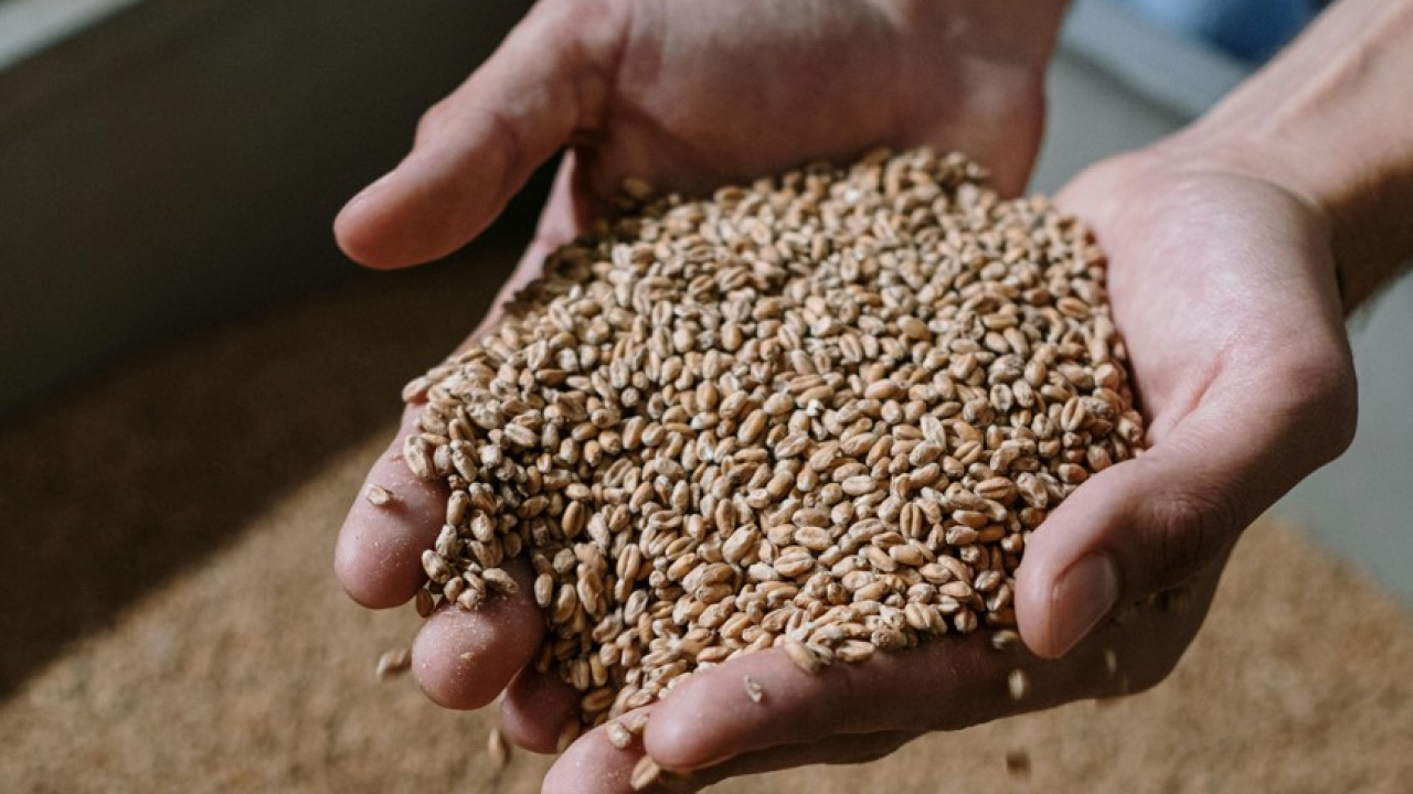 Najstarija žitarica na svijetu idealna je za pripremu laganijih obroka po ljetnim vrućinama