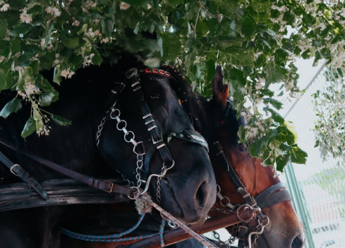 Fotografija 13 - Knin proslavio 950. obljetnicu krunidbe kralja Dmitra Zvonimira Milenijskom fotografijom