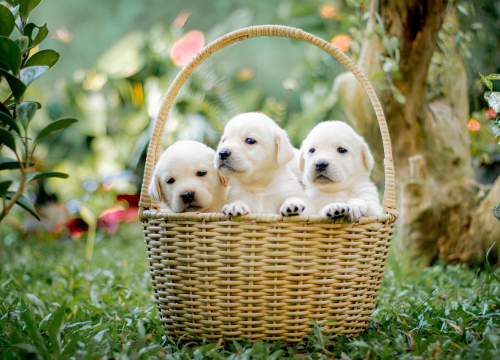 Ove tri pasmine pasa najbolje su za obitelji s puno djece