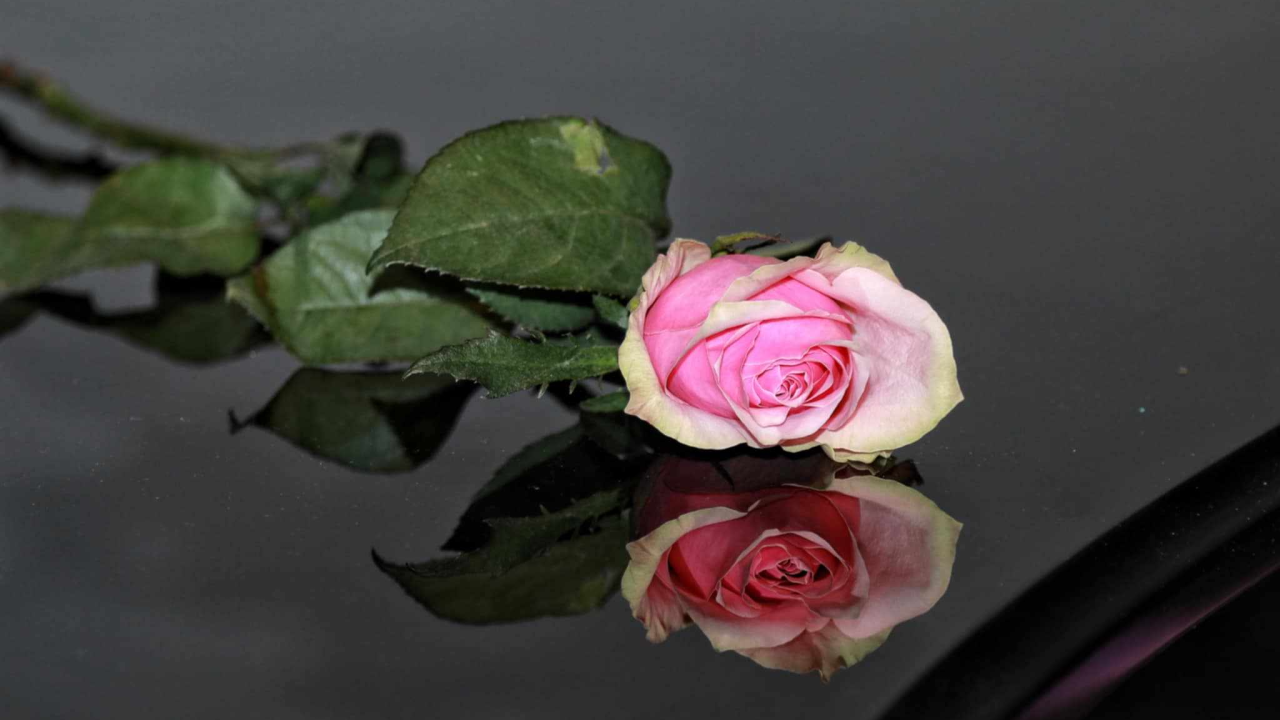 ‘Arsen’ malen za veliki oproštaj od Rade Periše: Emotivna komemoracija uz obitelj, brojne prijatelje i suradnike