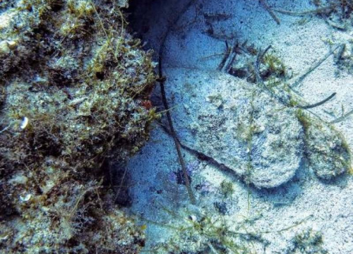 Fotografija 1 - Mališani iz DV Osmijeh obilježili Svjetski dan oceana uz radionice i animirani film 'Mala periska'