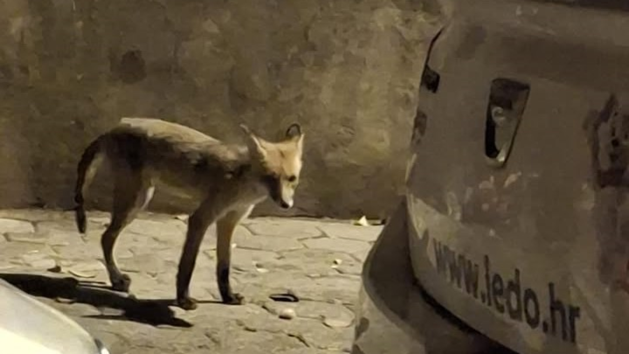 Nesvakidašnja, ali sve češća scena u Šibeniku: Mlada lisica ponovno u noćnoj potrazi za hranom
