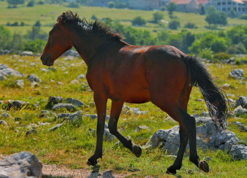 Fotografija 7 - Foto safari članova Foto kluba Šibenik: Objektivom zabilježili fascinantni svijet divljih konja iznad Livna