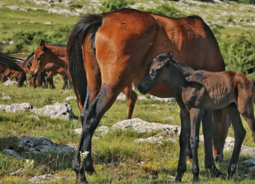 Fotografija 5 - Foto safari članova Foto kluba Šibenik: Objektivom zabilježili fascinantni svijet divljih konja iznad Livna