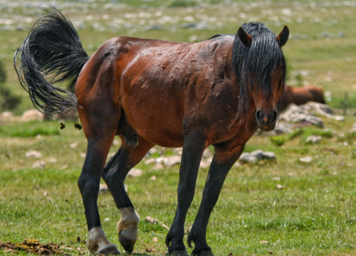 Fotografija 3 - Foto safari članova Foto kluba Šibenik: Objektivom zabilježili fascinantni svijet divljih konja iznad Livna