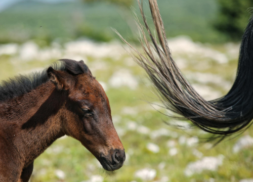 Fotografija 23 - Foto safari članova Foto kluba Šibenik: Objektivom zabilježili fascinantni svijet divljih konja iznad Livna