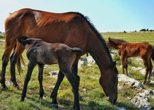 Fotografija 21 - Foto safari članova Foto kluba Šibenik: Objektivom zabilježili fascinantni svijet divljih konja iznad Livna