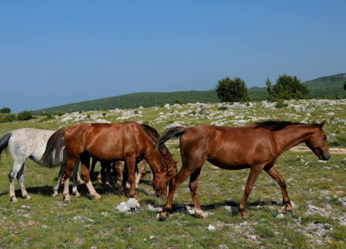 Fotografija 11 - Foto safari članova Foto kluba Šibenik: Objektivom zabilježili fascinantni svijet divljih konja iznad Livna