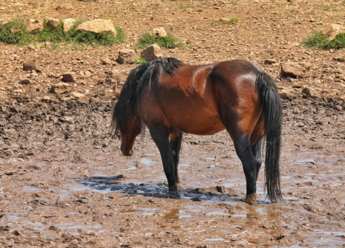 Fotografija 6 - Foto safari članova Foto kluba Šibenik: Objektivom zabilježili fascinantni svijet divljih konja iznad Livna