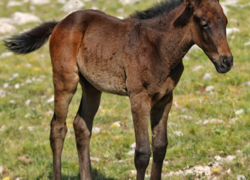 Fotografija 4 - Foto safari članova Foto kluba Šibenik: Objektivom zabilježili fascinantni svijet divljih konja iznad Livna