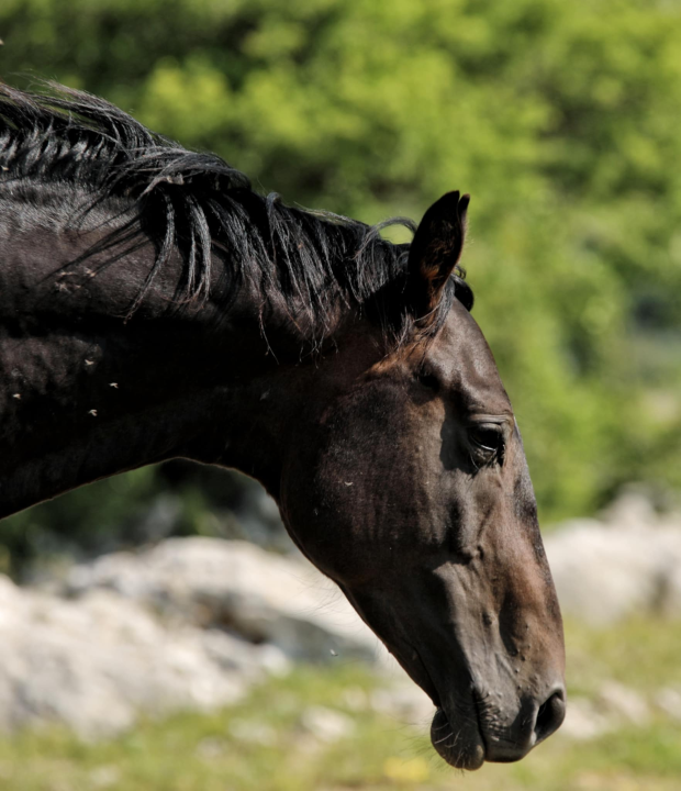 Foto safari članova Foto kluba Šibenik: Objektivom zabilježili fascinantni svijet divljih konja iznad Livna