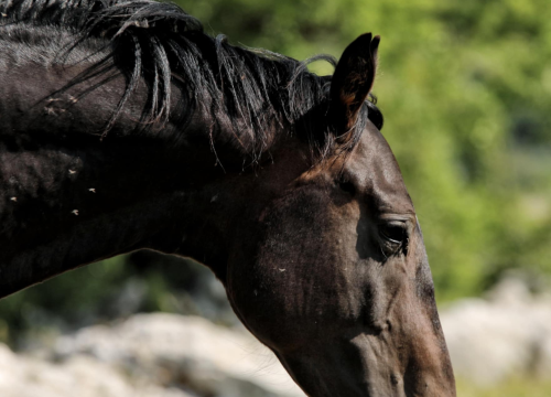Fotografija 2 - Foto safari članova Foto kluba Šibenik: Objektivom zabilježili fascinantni svijet divljih konja iznad Livna