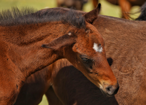 Fotografija 18 - Foto safari članova Foto kluba Šibenik: Objektivom zabilježili fascinantni svijet divljih konja iznad Livna