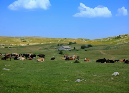 Fotografija 22 - Foto safari članova Foto kluba Šibenik: Objektivom zabilježili fascinantni svijet divljih konja iznad Livna