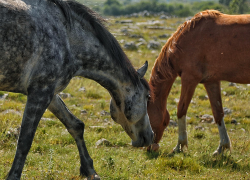 Fotografija 17 - Foto safari članova Foto kluba Šibenik: Objektivom zabilježili fascinantni svijet divljih konja iznad Livna