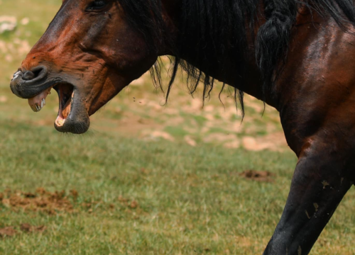 Fotografija 24 - Foto safari članova Foto kluba Šibenik: Objektivom zabilježili fascinantni svijet divljih konja iznad Livna
