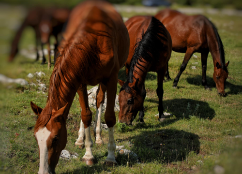 Fotografija 15 - Foto safari članova Foto kluba Šibenik: Objektivom zabilježili fascinantni svijet divljih konja iznad Livna