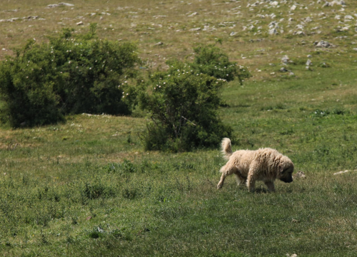 Fotografija 16 - Foto safari članova Foto kluba Šibenik: Objektivom zabilježili fascinantni svijet divljih konja iznad Livna