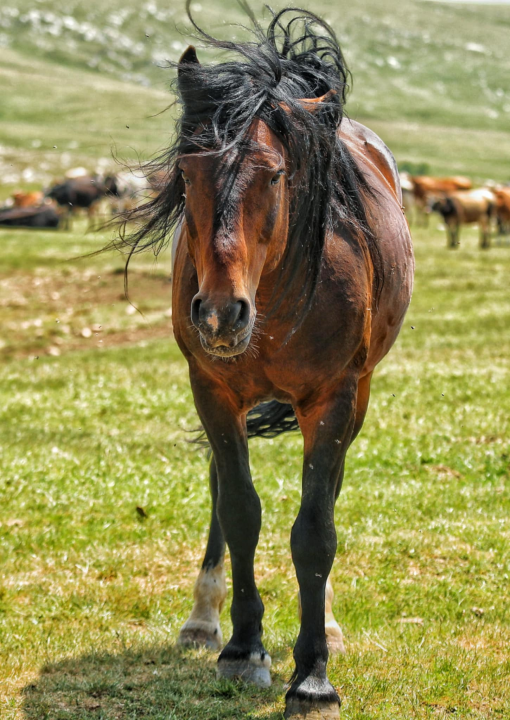 Foto safari članova Foto kluba Šibenik: Objektivom zabilježili fascinantni svijet divljih konja iznad Livna