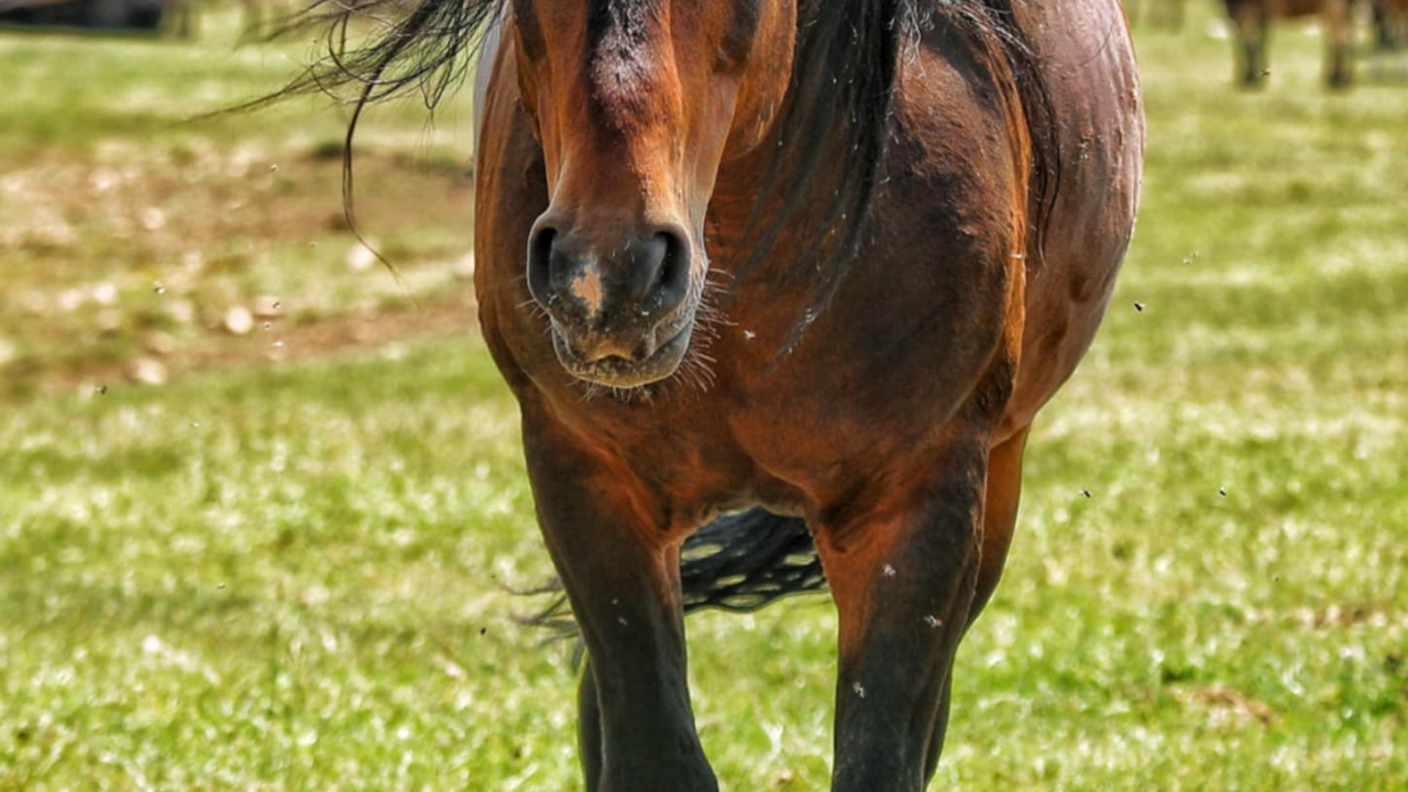 Foto safari članova Foto kluba Šibenik: Objektivom zabilježili fascinantni svijet divljih konja iznad Livna