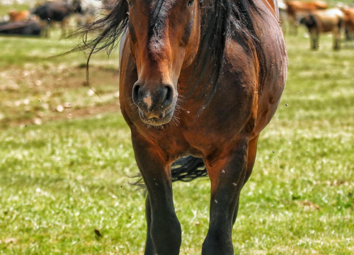 Fotografija 1 - Foto safari članova Foto kluba Šibenik: Objektivom zabilježili fascinantni svijet divljih konja iznad Livna