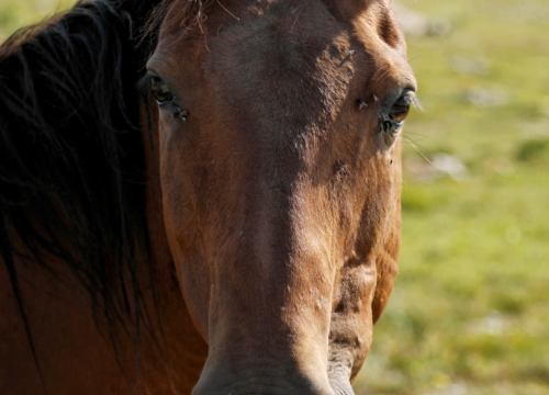 Fotografija 10 - Foto safari članova Foto kluba Šibenik: Objektivom zabilježili fascinantni svijet divljih konja iznad Livna