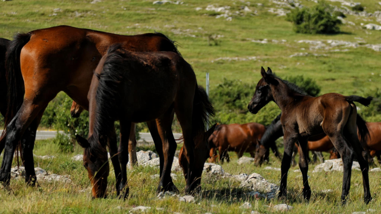 Foto safari članova Foto kluba Šibenik: Objektivom zabilježili fascinantni svijet divljih konja iznad Livna