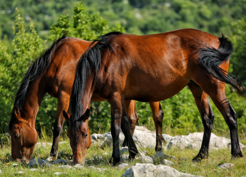 Fotografija 8 - Foto safari članova Foto kluba Šibenik: Objektivom zabilježili fascinantni svijet divljih konja iznad Livna