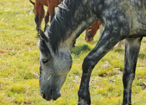 Fotografija 19 - Foto safari članova Foto kluba Šibenik: Objektivom zabilježili fascinantni svijet divljih konja iznad Livna