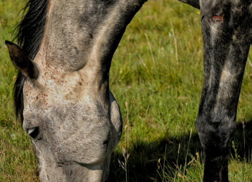 Fotografija 14 - Foto safari članova Foto kluba Šibenik: Objektivom zabilježili fascinantni svijet divljih konja iznad Livna