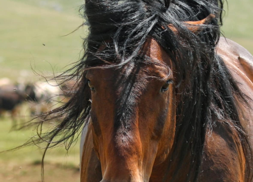 Fotografija 12 - Foto safari članova Foto kluba Šibenik: Objektivom zabilježili fascinantni svijet divljih konja iznad Livna