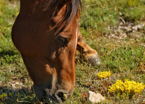Fotografija 20 - Foto safari članova Foto kluba Šibenik: Objektivom zabilježili fascinantni svijet divljih konja iznad Livna